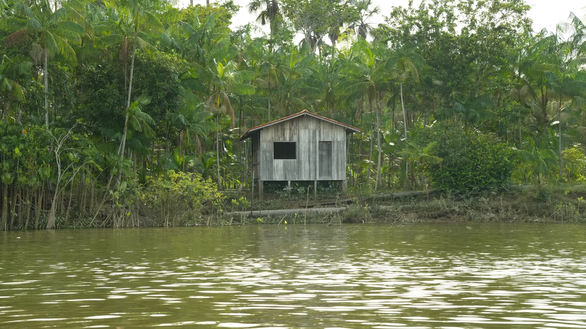 Vista do campo do Fundo Flora — área de restauração florestal da Tribo Superfoods em Igarapé-Miri