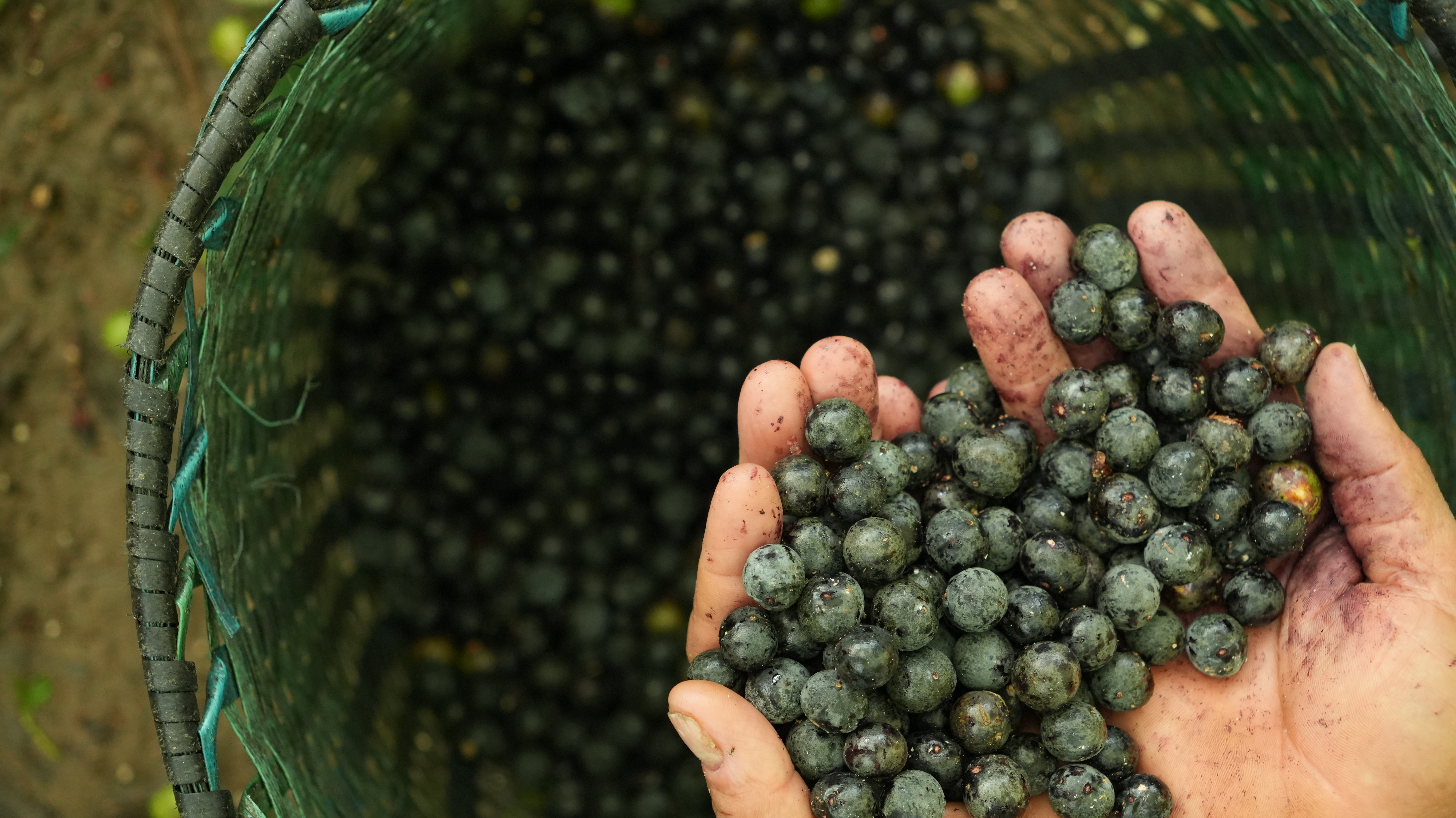 Polpa de açaí amazônico Tribo Superfoods